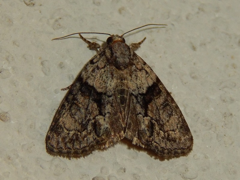 Cryphia ochsi - Noctuidae
